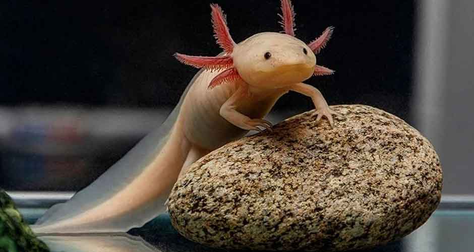 How-Long-Do-Axolotls-Live