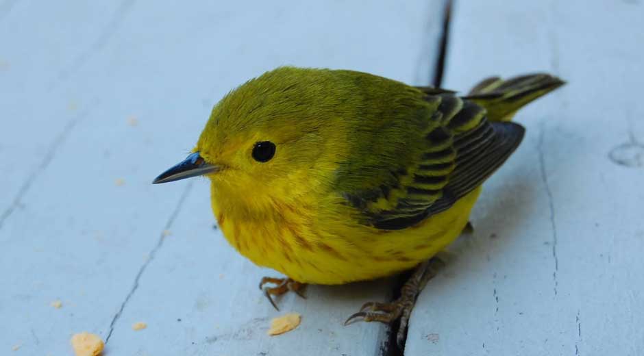 Strange Yellow Birds and Spelling Wonders